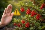 découvrez les contre-indications essentielles de l'épine-vinette à connaître avant son utilisation pour garantir votre sécurité et profiter de ses bienfaits en toute confiance.